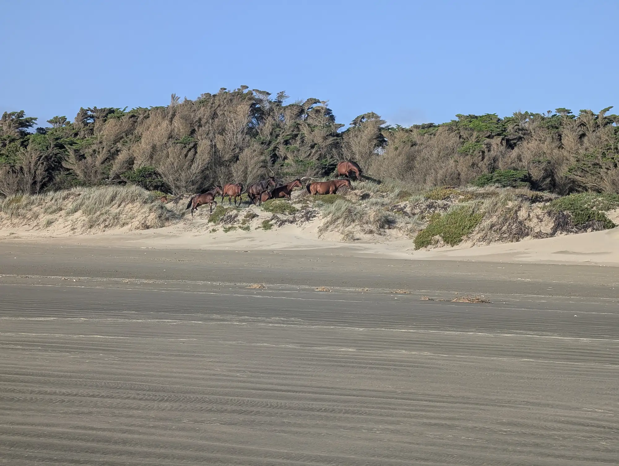 Wild horses on 90 mile beach